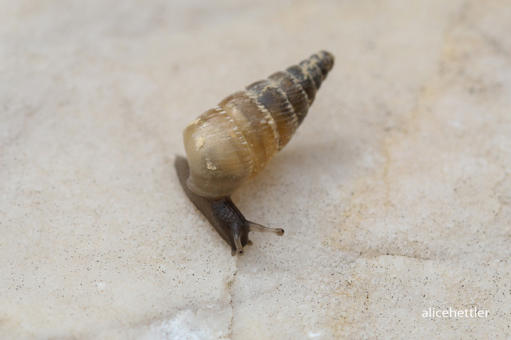 Schließmundschnecke (Clausiliidae sp.)